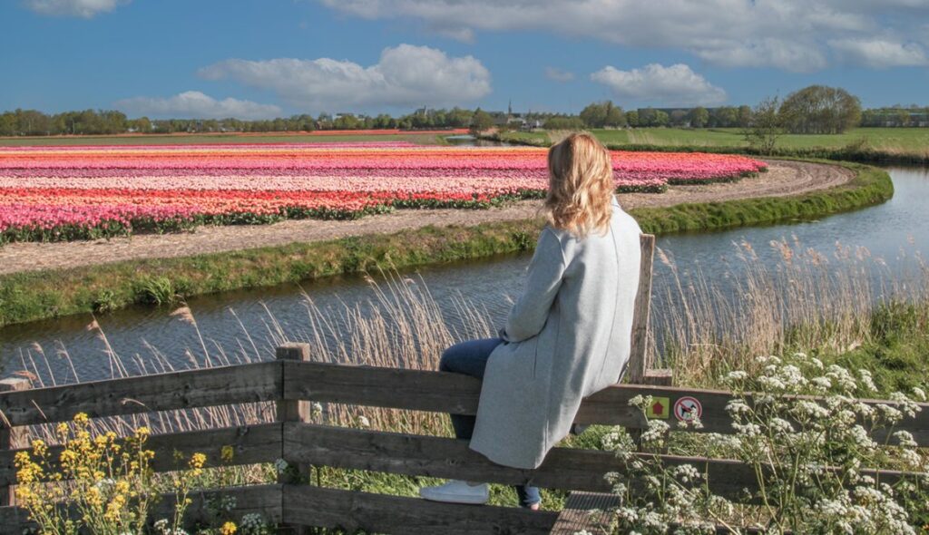 Amsterdam Tulip Flower Fields