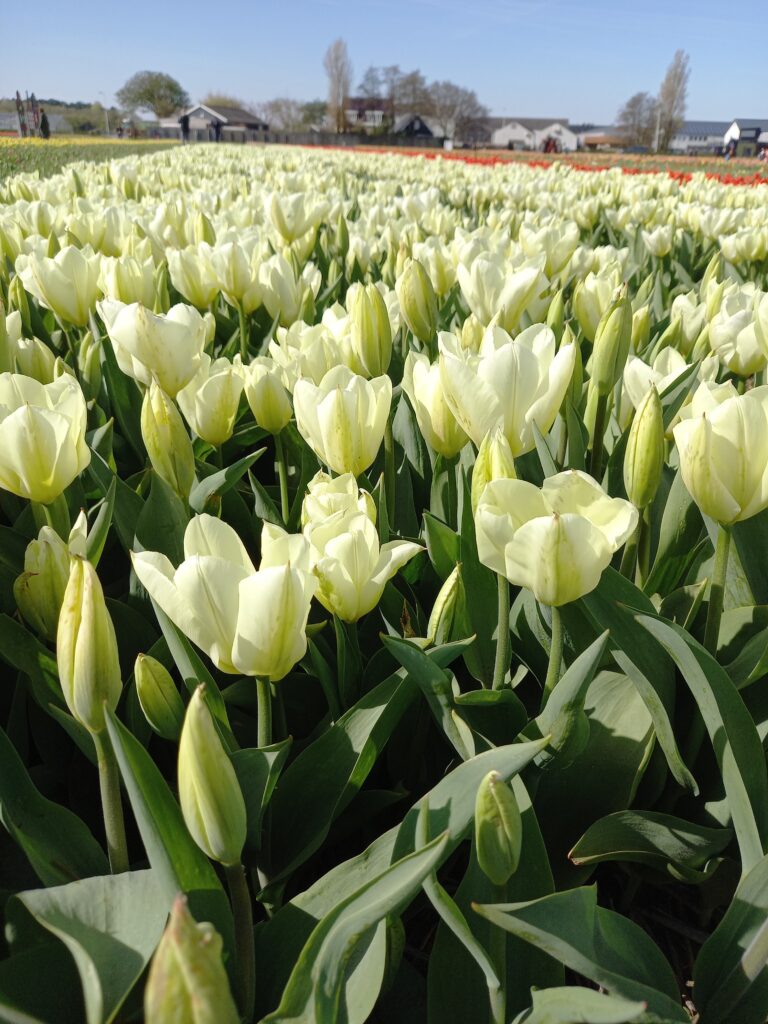 Lisse Tulip Fields