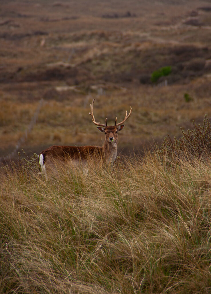 Amsterdamse Waterleidingduinen