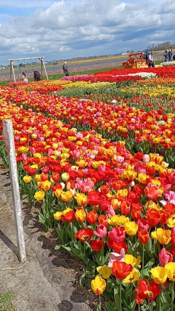 Tulip Season in Amsterdam and Surrounding Areas